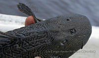LEAdA066 Pterygoplichthys pardalis.jpg