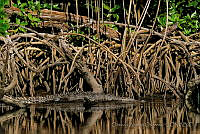 OAO0229 Crocodylus acutus.jpg