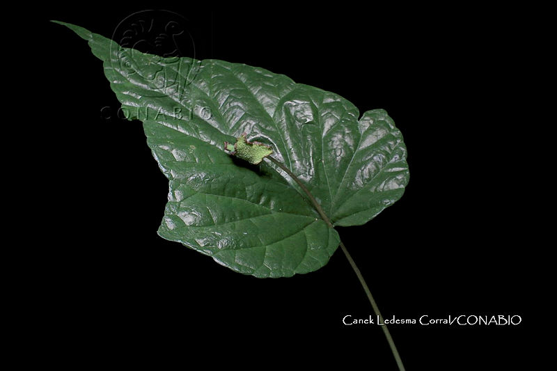 Zongo%200946%20Dorstenia%20contrajerva.jpg.nSiQrvrzMXWjlUVjQA3g0JtbmFja29CbnFuZ3NAbXJ6LGtwZwA.VC  IS6TRx