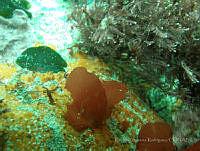 RRR0110 Chondracanthus sp..JPG