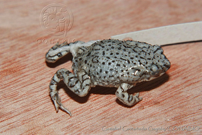 GCG0011%20Anaxyrus%20debilis.jpg.rSfG04D1Mc1bW01hQA3g0JtbmFja29CbnFuZ3NAbXJ6LGtwZwA.vW09bpCwD6