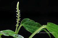 Zongo 0613 Peperomia sp..jpg