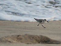 MGaves 1406 Calidris alba.jpg