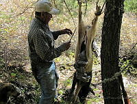 GAAF021 Sus scrofa.jpg