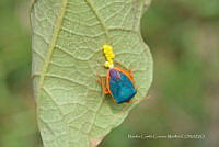 NCCM 001 Edessa rufomarginata.jpg