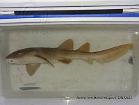 ALMV 020 Ginglymostoma cirratum.JPG