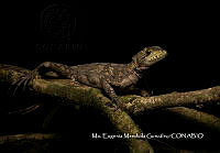 MN6F0301 Stellagama stellio.jpg