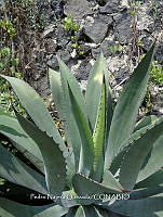 PNQ 0007 Agave inaequidens.jpg
