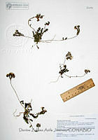 DZAJ003 Phacelia arizonica.JPG