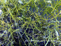 SAFA0023 Syringodium filiforme.JPG