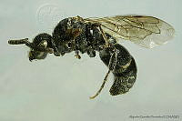 AGDE019-377 Paratiphia aequalis.jpg
