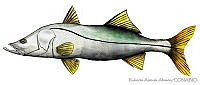 RAA0025 Centropomus undecimalis.jpg