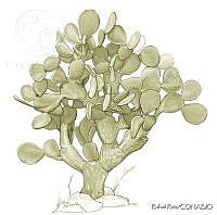 RR0050 Opuntia streptacantha.jpg