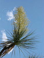CGL0323 Beaucarnea gracilis.jpg