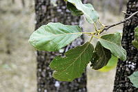 GFF0007 Quercus candicans.JPG