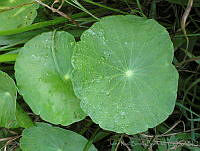 JRBBFM026-122 Hydrocotyle umbellata.jpg