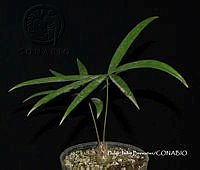 PJB ME014 226 Zamia paucijuga.JPG