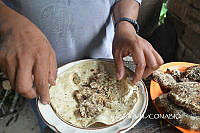 ZG009 120 Apis mellifera.jpg