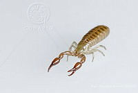 MASM07883 Pseudoscorpiones.jpg