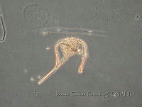 JSP068 Ceratium ranipes.JPG