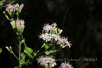 JJSE0008 Acourtia thurberi.JPG