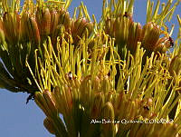 ZG007 0228 Agave americana.jpg