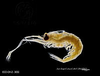 ME006 Z 0182 Stylocheiron carinatum - Sars, 1883.jpg