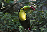 MASM05011 Ramphastos sulfuratus.jpg