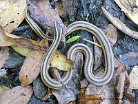 RACA 0035 Coniophanes  michoacanensis.JPG