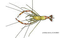 NE018 1248 Stenopus scutellatus_D.jpg