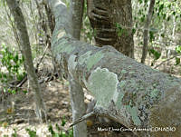 MEGA 0709 Bursera palmeri.JPG