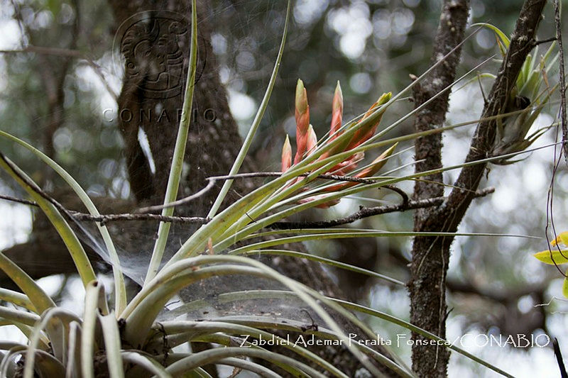 ZAPF0308%20Tillandsia%20fasciculata.jpg.nyft8o 0MfcRDS1jQA3g0JtbmFja29CbnFuZ3NAbXJ6LGtwZwA.hfRTy MvTM