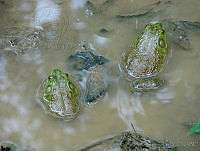 CGL1360 Lithobates catesbeianus.jpg