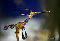MS0173 Phyllopteryx taeniolatus.jpg