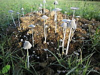 MAOR001 Coprinellus flocculosus.jpg