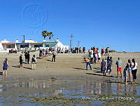 NBA 244 Lepidochelys olivacea.jpg