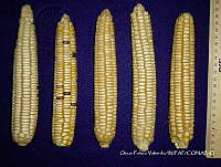 SinOPV255 Zea mays.jpg