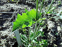 RG055 0269 Sonchus oleraceus.jpg