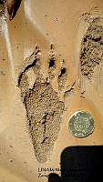 PJ016 0467 Nasua narica.JPG
