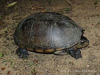 LCM0057 Kinosternon chimalhuaca.jpg