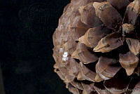 MASM03234 Pinus coulteri.jpg
