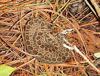MMR05 Crotalus triseriatus.jpg