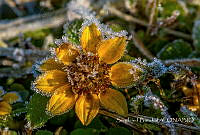 SB002 Asteraceae.jpg