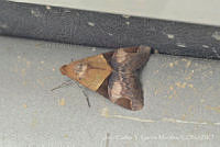 JCGM03033 Melipotis fasciolaris.jpg