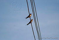 XVP0022 Hirundo rustica.jpg