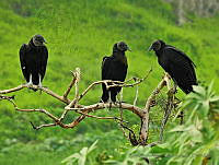 JAMC01 Coragyps atratus.jpg