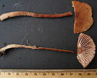 RGO0363 Laccaria trichodermophora.JPG