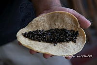 3R00693 Atta mexicana, Zea mays.jpg