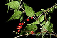 Huitz 2086 Rivina humilis.jpg