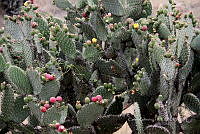 CGL5390 Opuntia.jpg